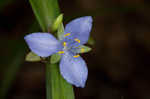 Spiderwort